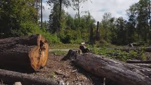 Tree and Shrub Care in Savanna, IL